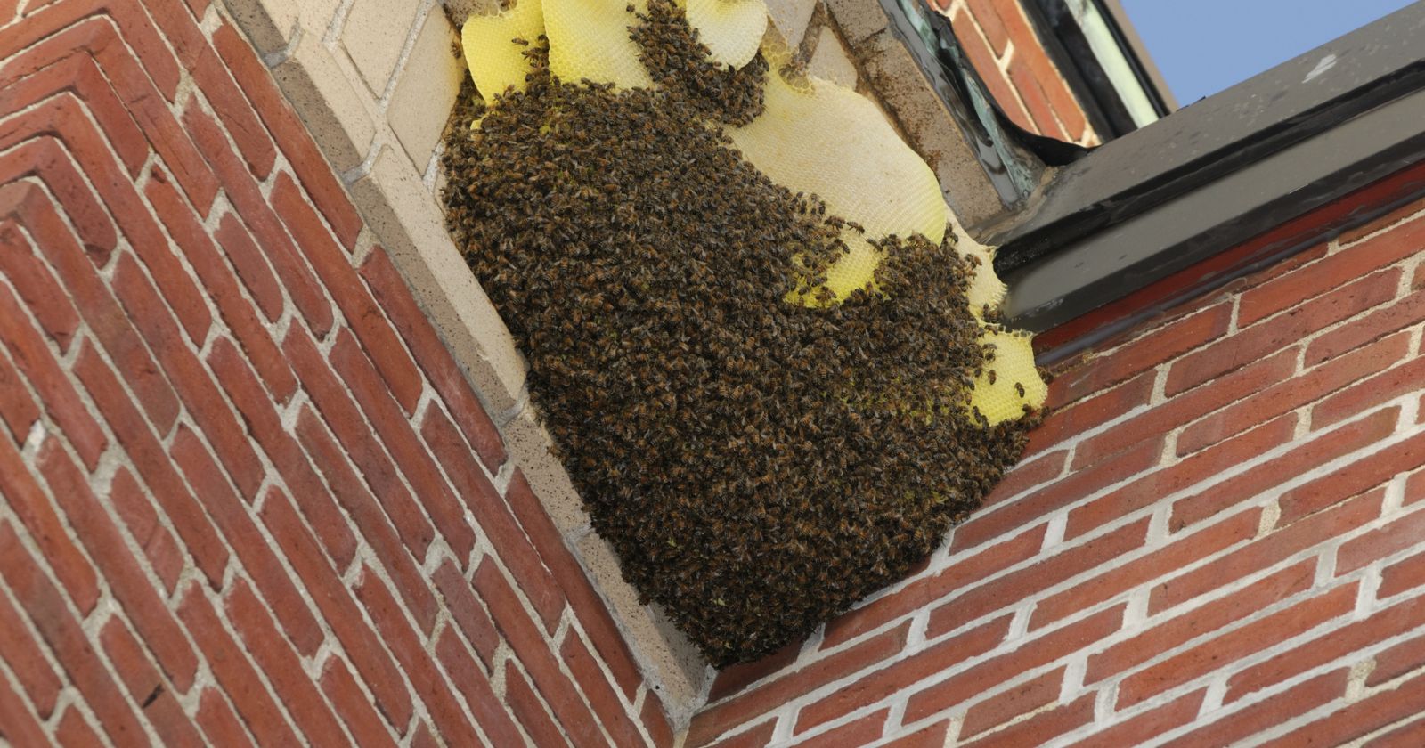 DIY Pest Control: Effective Solutions for Ants, Bees, Wasps, and Roaches
