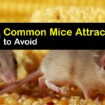 Mouse-Attracting Foods: What Draws Rodents Into Your Home