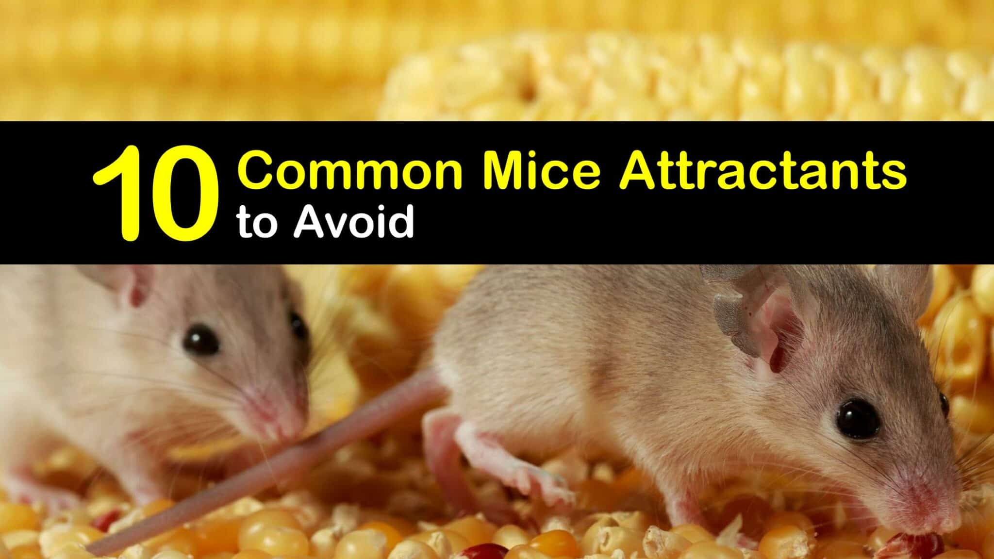 Mouse-Attracting Foods: What Draws Rodents Into Your Home