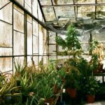 Step-by-Step Guide to Thriving Indoor Hydroponic Herb Gardening